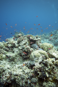 A coral reef in Palau with fish
