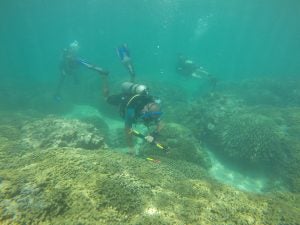 divers lay down survey markers to study a coral reef