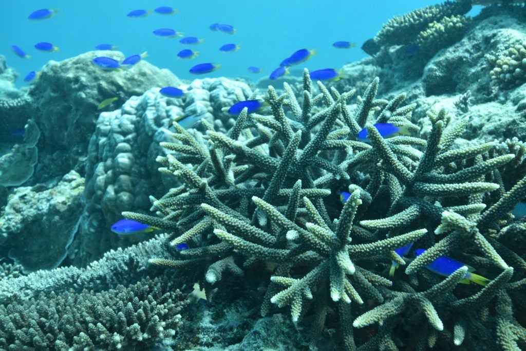 Coral and fish at Heron Island Reef. Credit: Stacy Peltier