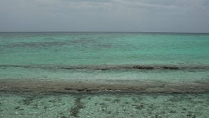reef along heron island