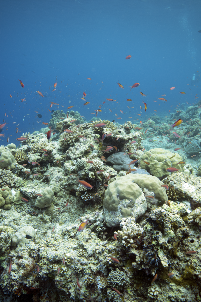 A reef with fish in Palau